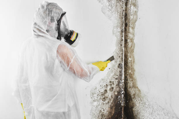 Best Toxic Mold Removal  in Chickamau, GA