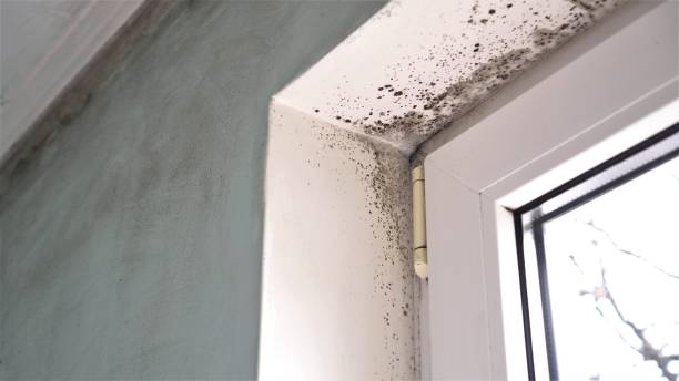 Best Attic Mold Removal  in Chickamau, GA