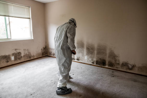 Best Home Mold Removal  in Chickamau, GA