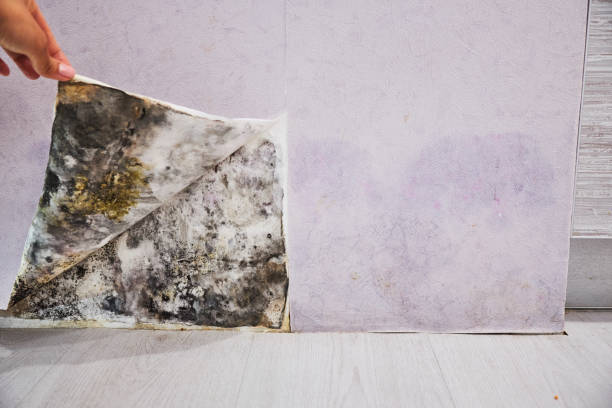 Best Local Mold Removal Service  in Chickamau, GA